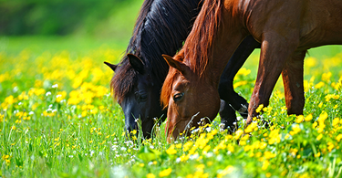 Stress Free Turnout: Spring Grass