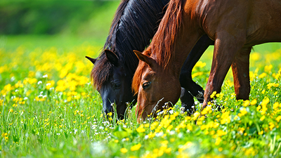 Stress Free Turnout: Spring Grass