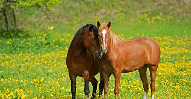 How do I manage my horse's weight in Spring?