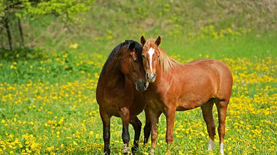 How do I manage my horse's weight in Spring?