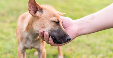 How do you reward a dog without treats?