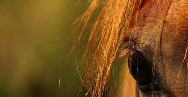 L'uvéite chez les chevaux