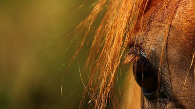 L'uvéite chez les chevaux