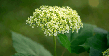 Les bienfaits de l'hortensia sauvage