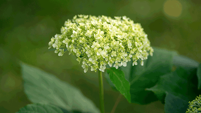 Les bienfaits de l'hortensia sauvage