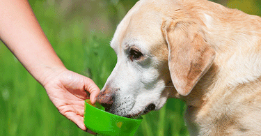 L’insuffisance rénale chez le chien