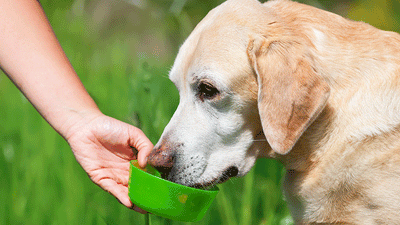 L’insuffisance rénale chez le chien