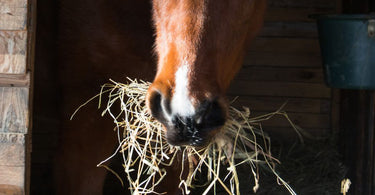 What are the benefits of steaming vs soaking hay?