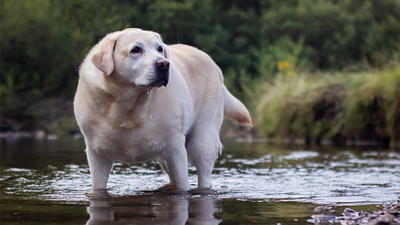 Comment aider mon chien à perdre du poids ?