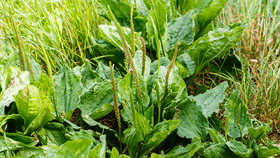 Les bienfaits du plantain et du psyllium - Plantago