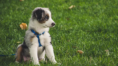 How much exercise should my puppy get?