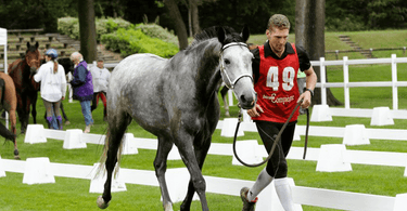 [Conseils de pro]  Le travail du jeune cheval d’endurance