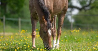 transitioning horses to spring pasture