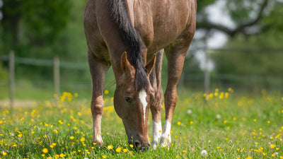 transitioning horses to spring pasture