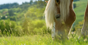 L'ulcère gastrique du cheval