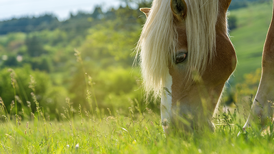 L'ulcère gastrique du cheval