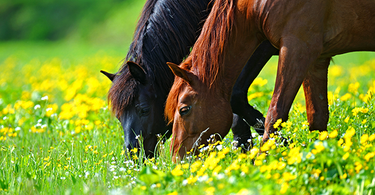 Mon cheval au naturel, 5 astuces pour son bienêtre