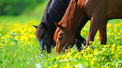 Mon cheval au naturel, 5 astuces pour son bienêtre