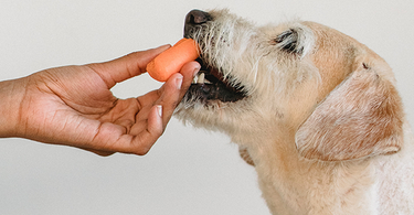 L'alimentation au cœur de la santé dentaire de votre chien