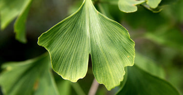 Quels sont les bienfaits du ginkgo