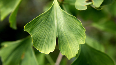 Quels sont les bienfaits du ginkgo