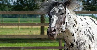 Help: my horse is headshaking!