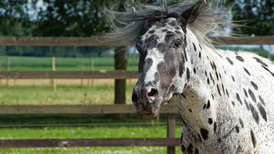 Help: my horse is headshaking!