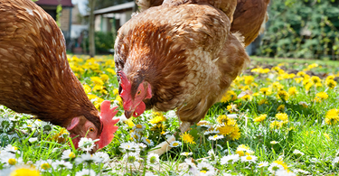 Des poules dans mon jardin