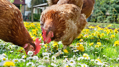 Des poules dans mon jardin