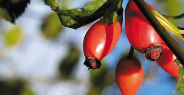 Les bienfaits de la baie d’églantier – Rosa Canina