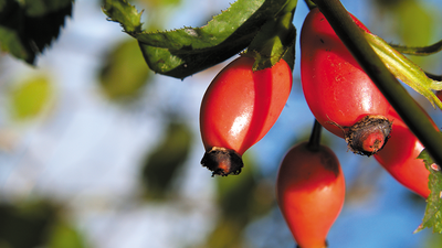 Les bienfaits de la baie d’églantier – Rosa Canina