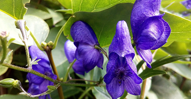 The benefits of Scullcap (Scutellaria laterifolia)