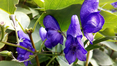 The benefits of Scullcap (Scutellaria laterifolia)