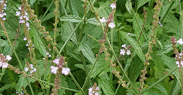 Les vertus de la verveine