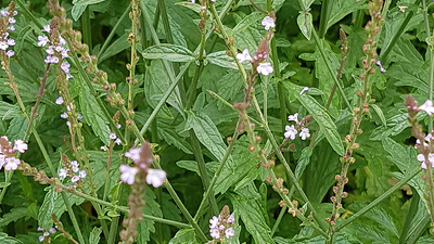 Les vertus de la verveine