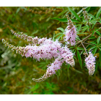 Vitex agnus castus - Teinture