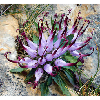 Devil's Claw Root Tincture