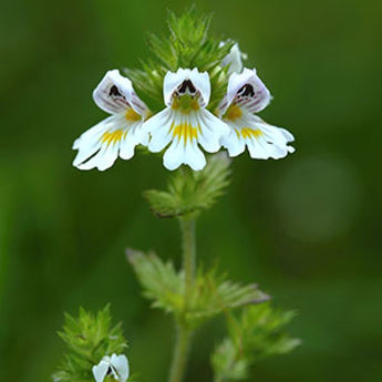 Eyebright Tincture