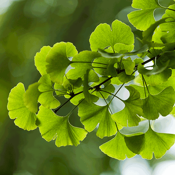 Ginkgo Herb