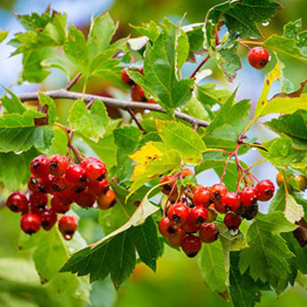 Hawthorn Berries Tincture