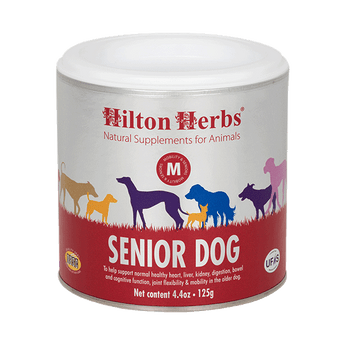 Senior Dog