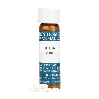 Thuja - 200c