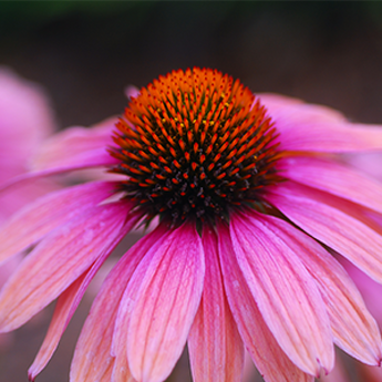 Echinacea Root Tincture