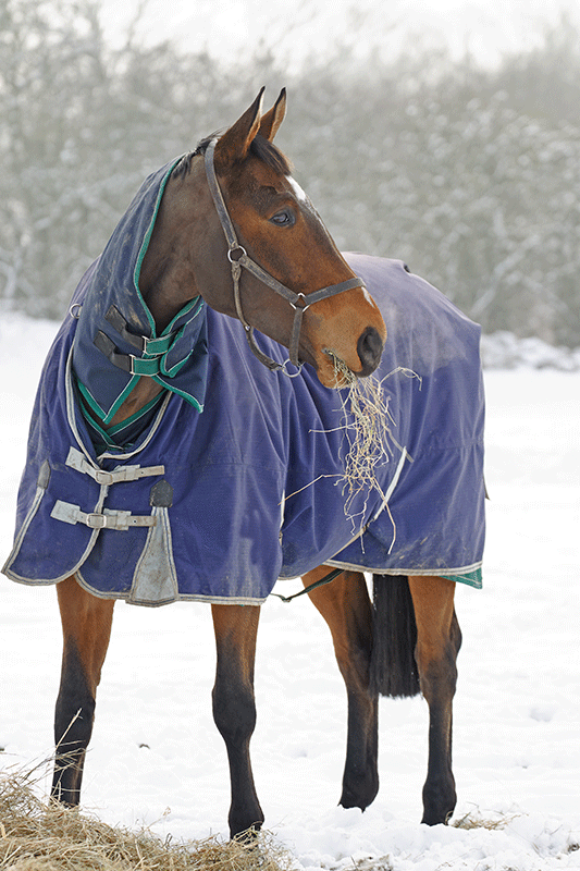 cheval dans la neige mangeant du foin