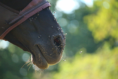 mouche sur le nez du cheval