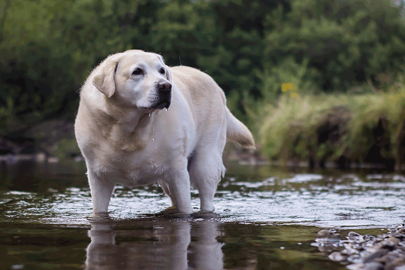 Labrador obese jouant dans une riviere