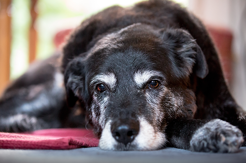 La phytothérapie pour soulager le chien souffrant d'arthrose