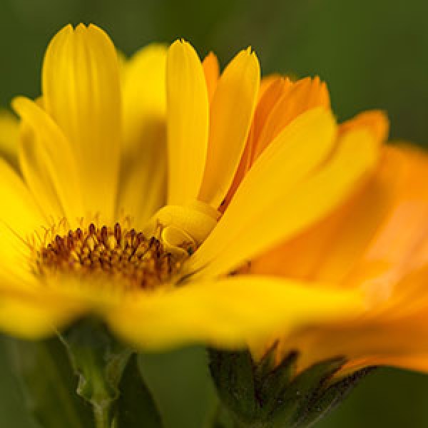 Calendula (Marigold) Tincture